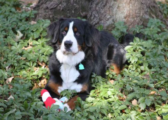 Attie One Year Old
She still has her puppy toy.
