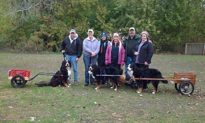 GCH CH Ahquabi’s Fergus the First, RE, CD, GN, NDD, DD, ANDD, Versatility Dog
"Family" passes at Greater Twin Cities draft test (from left): John Anderson and Gus (father), Veronica Moyle and Daisy (daughter), apprentice judge Kathy Berge, judge Jennifer Brightbill, judge Steve Dudley, Jessica Briggle and Laney (mother).  
