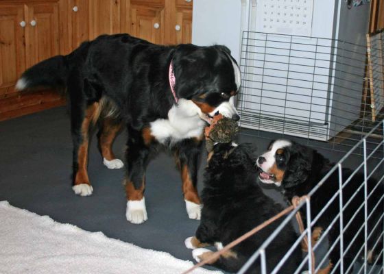 Balsam playing With The Puppies - Day 51
Balsam is being a very good big sister.  She is always supervised but amazingly gentle.
