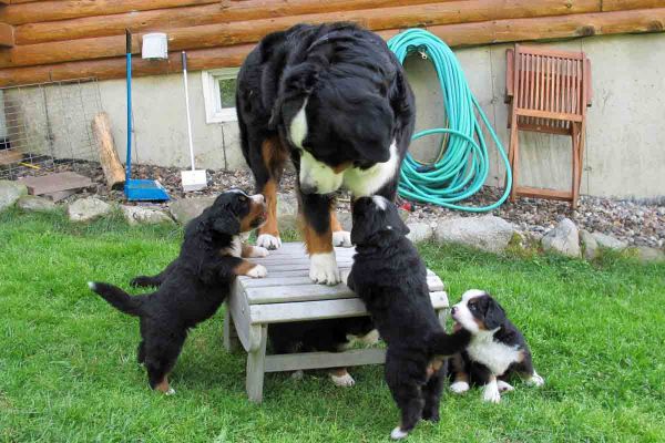 Balsam and Pups - Day 36
Balsam is going to need a bigger table pretty soon.
