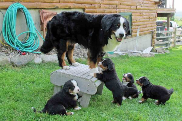 Balsam and Pups - Day 36
Balsam has found a way to get away from those sharp teeth.
