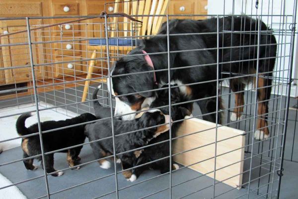 Balsam and Puppies  - Day 23
It is time to raise the gate barrier.
