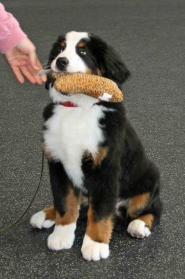 Balsam Graduates from Puppy Class
16 Weeks Old and Completes the AKC S.T.A.R. Program.
