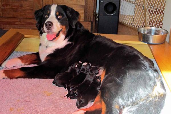 Balsam and Her Pups - Day 1
