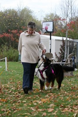 Happy Team!
Balsam and Barbie after completing the CKC Draft Dog Freight Haul.
