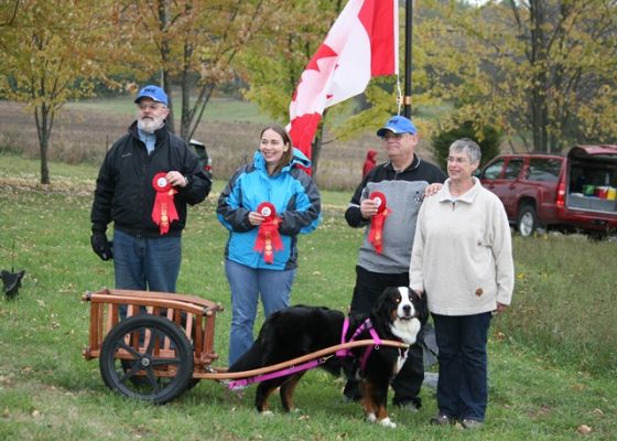 Balsam CKC Draft Dog
