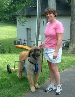 Leonberger Baxter and Laura Savage with Training Wheels
