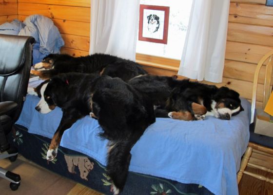 We Need A Bigger Bed!
The puppies have worn us out!
