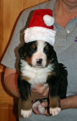 Bretton's New Hat Day 27
Everyone was so jealous we had to go out and buy 7 more.
