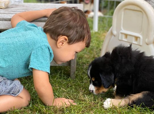 Our Professional Puppy Handlers - The Brown Family
