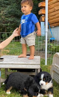 Our Professional Puppy Handlers - The Brown Family 
