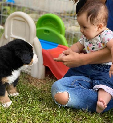 Our Professional Puppy Handlers - The Brown Family 
