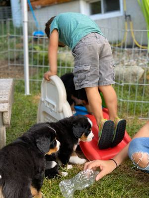 Our Professional Puppy Handlers - The Brown Family
