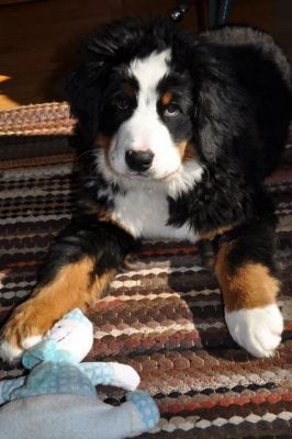 Cannon With Her Christmas Toy
16 Weeks Old.
