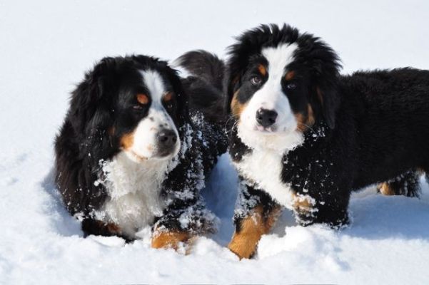 Cannon and Her Big Sister Gerta.
Gerta and Cannon   "Best Pals"    2/27/11

