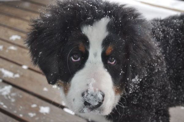 Cannon
Cannon with her snow nose  2/25/11

