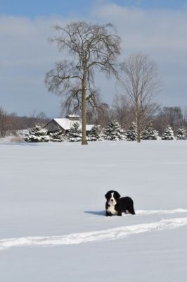 Cannon
Cannon's wondering just how far to go  2/27/11

