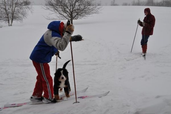 Cannon
Cannon wants to X-C ski with Leif and Andre (who's getting the  
lesson) 2/25/11

