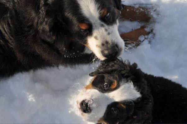 Cannon and Her Big Sister Gerta.
10 Weeks Old.
