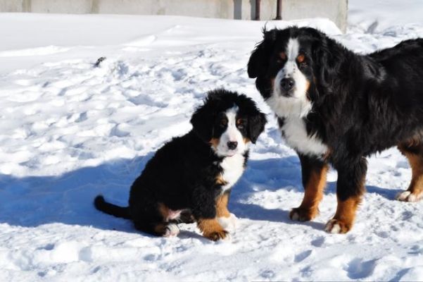 Cannon and Her Big Sister Gerta.
3 Months Old.
