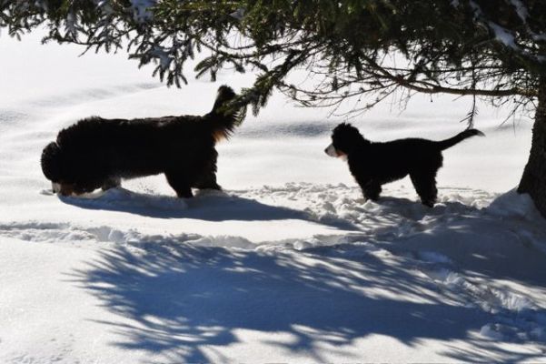 Cannon and Her Big Sister Gerta.
3 Months Old.
