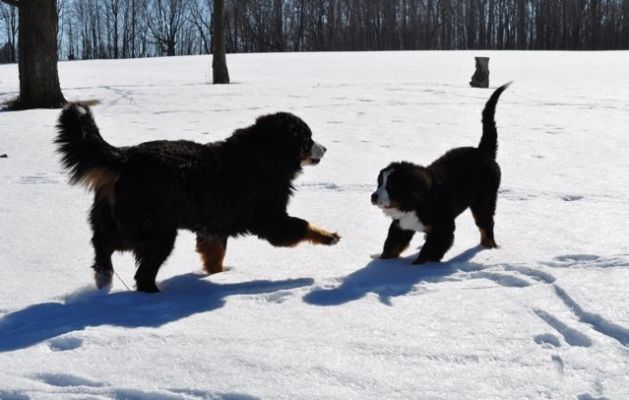 Cannon and Her Big Sister Gerta.
16 Weeks Old.
