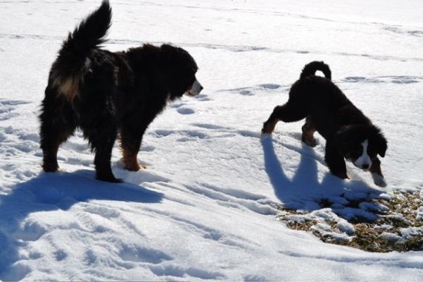 Cannon and Her Big Sister Gerta.
16 Weeks Old.
