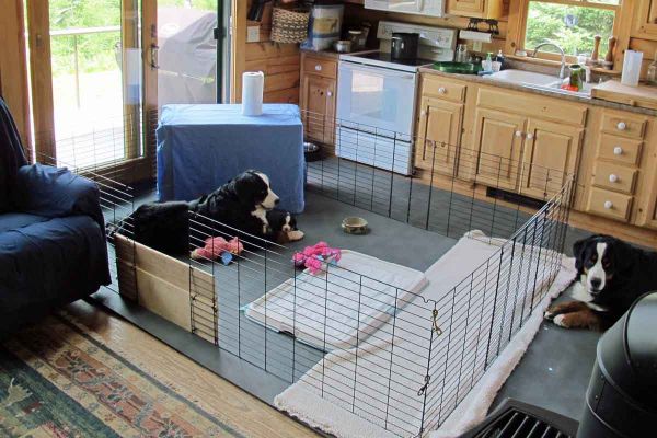 Moving Day - Day 21
The pups moved into the "big boy pen" from the whelping box.  They will go back to the whelping box at night for a few more nights but needed the extra room and space to move around more.  They are the biggest puppies we have ever had!
