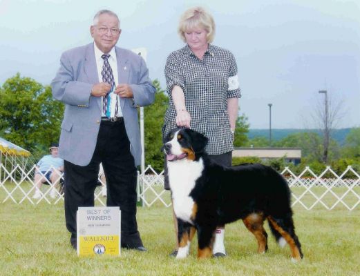 Champion
Kessie
CH Tennescott American Kestrel CD, CGC, TDIA
AKC WS025516/03
Date of Birth November 25, 2002
AKC Canine Good Citizenship May 23, 2004
TDI Certification May 23, 2004
Tennescott Notch Litter - Whelped November 16, 2004
AKC Championship - June 17, 2004
AKC Novice Obedience Companion Dog - June 25, 2005
Tennescott Presidential Mount Litter - Whelped January 11, 2006
TDIA - January 31, 2006
BMDCA Novice Draft Dog - October 7, 2006
BMDCA Draft Dog - October 22, 2006
BMDCA Draft Dog #2 - April 22, 2007
Tennescott White Mountain Water Fall Litter Whelped - September 30, 2007
BMDCA Draft Dog #3 - April 23, 2008
BMDCA Top Producer - August 3, 2008
