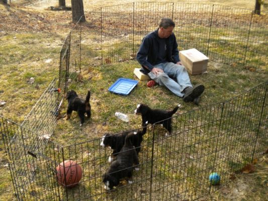 Russ Brown playing with the pups

