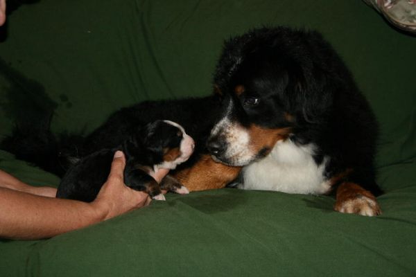 Ripley and "Uncle" Rufous - Day 8
