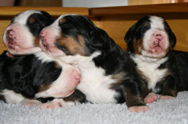 Puppies - Day 8
