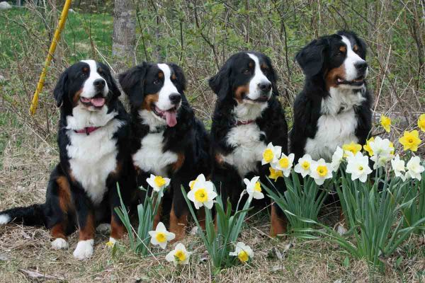 Balsam, Ripley, Laukie & Kessie
May 7, 2013
