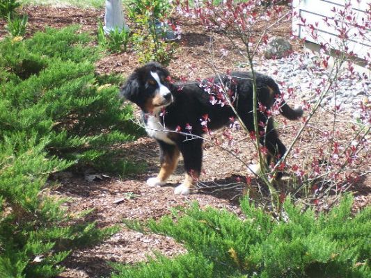 George Washington Kipperman Four Months Old
