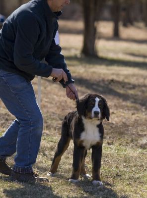 Gordie at Watchung Puppy Match
Almost 5 Months Old.
