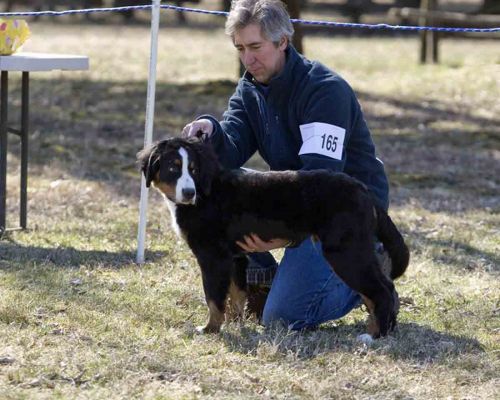 Gordie and Marty
BMDCW Puppy Match - March 27, 2011 - They won their class and took home their first blue ribbon!
