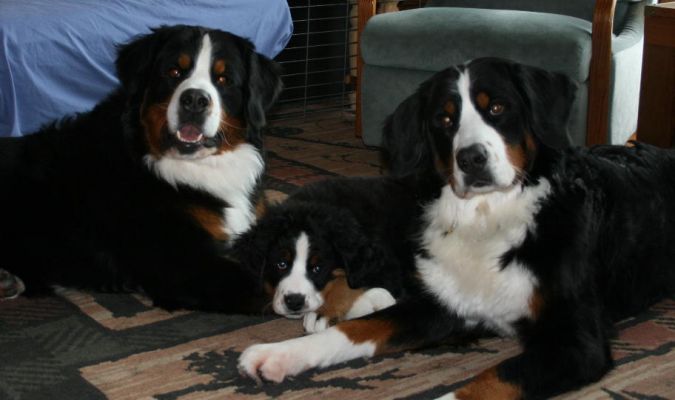 One Happy Family!
Jefferson, Ripley and Kessie
