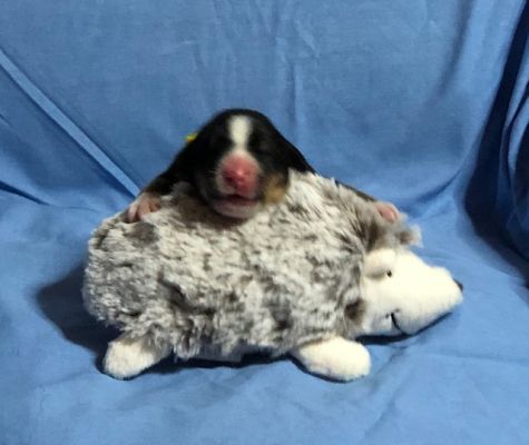 1 Day Old
Female - 1.25 pounds
