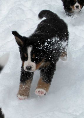 Jackson - Day 49
Dashing Through The Snow!
