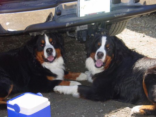 Jefferson and Crawford Play Date 16 Months Old
