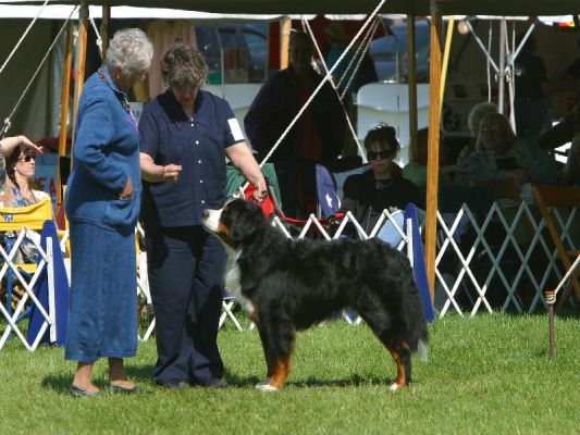 Jefferson at Frankenmuth 17 months old
BMDCA National Specialty
