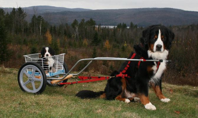 Training Wheels with Wire Basket and 16 inch Wheels
Jefferson Taking Ripley for a Spin
