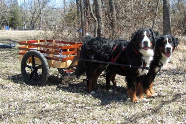 Indie and Karma Bacon
New BNDD Dogs with a Wilczek Woodworks Deluxe Large Cart (Maple base with Lace Wood Slats)
