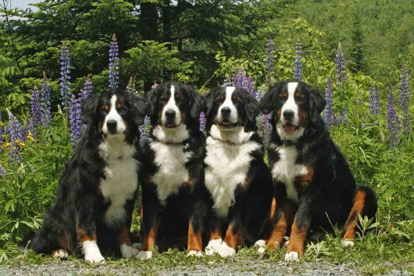 Kessie Ripley Balsam and Laukie
Kessie is 10 years and 7 Months Old!
