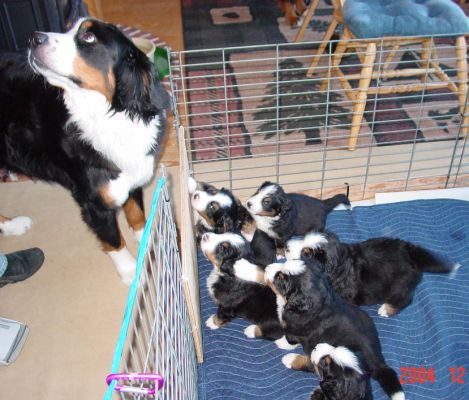 Kessie and Puppies 30 Days
