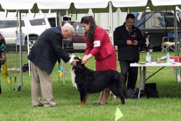 Kessie Wins The Veteran Bitch Class
Shown by Rachael Meyers at the BMDC of SW Ontario Specialty on June 8, 2013.
