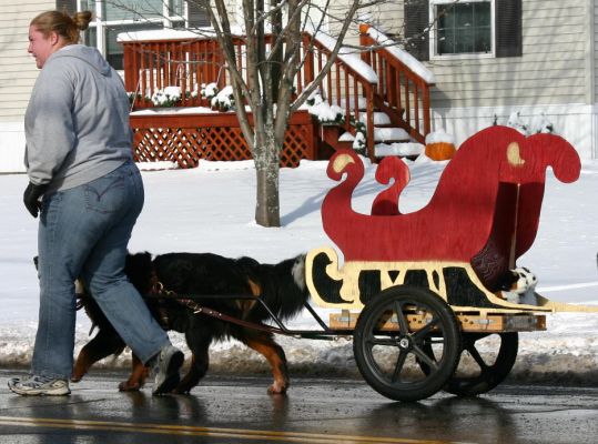 Nikki Davis with Rufus and his Sleigh
