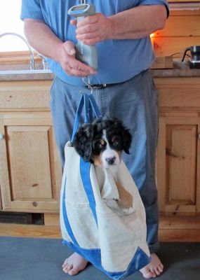 Lafayette Being Weighed - Day 49
Help, they keep stuffing me in this bag!
