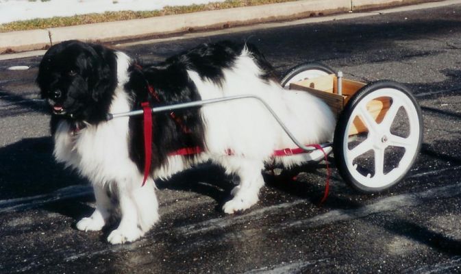 Maggie Anne and Training Wheels with Optional Large Wheels
