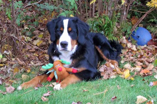 Laukie - 11 Months Old
